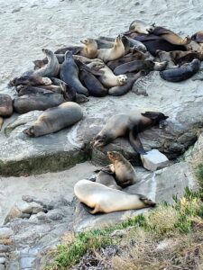 sea lions in la jolla