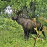 moose on the moose loop bike anchorage