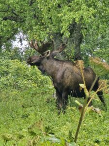 moose on the moose loop bike anchorage