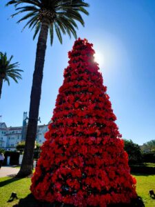 Poinsettia tree Hotel del Coronado